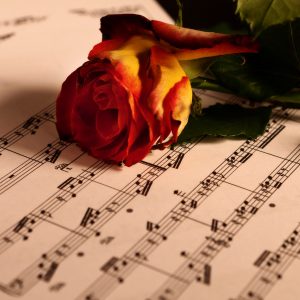nature music rose flower